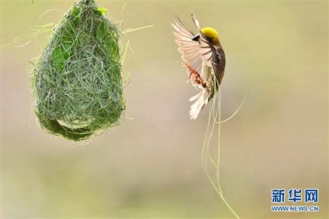 家中有鳥來築巢|【家有鳥築巢】鳥兒來我家築巢！吉祥預兆藏玄機，提。